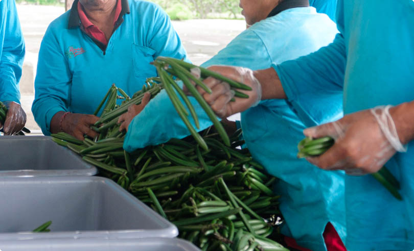 Production Process