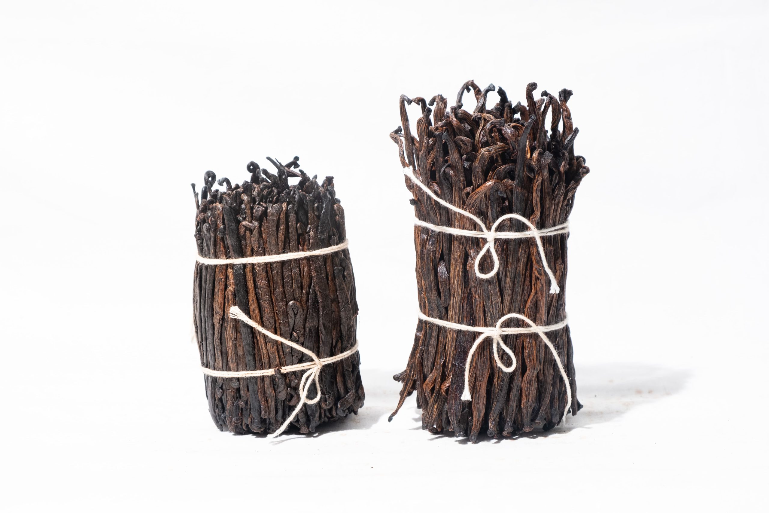 tahitensis grade 3-short