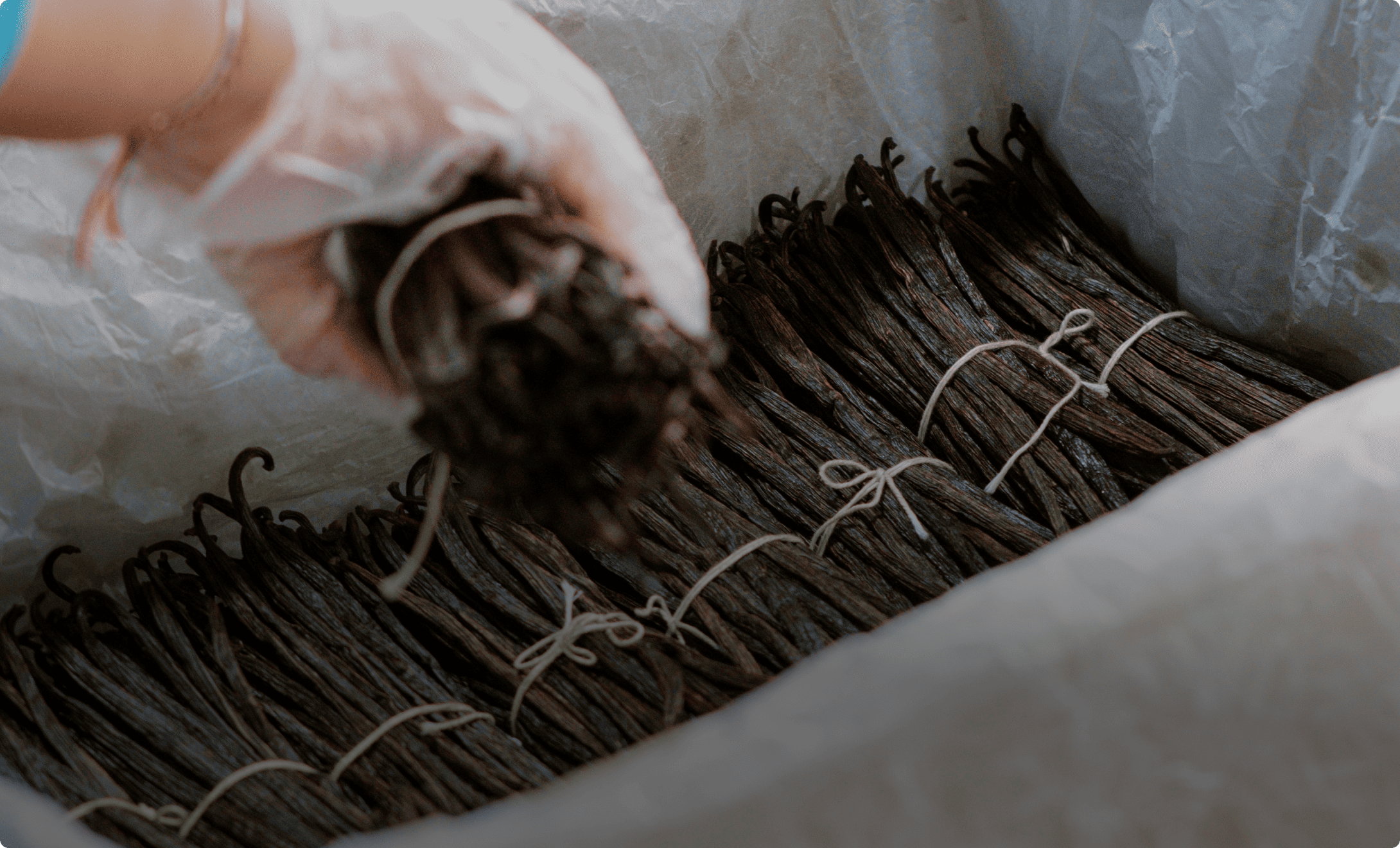 Indonesia vanilla beans