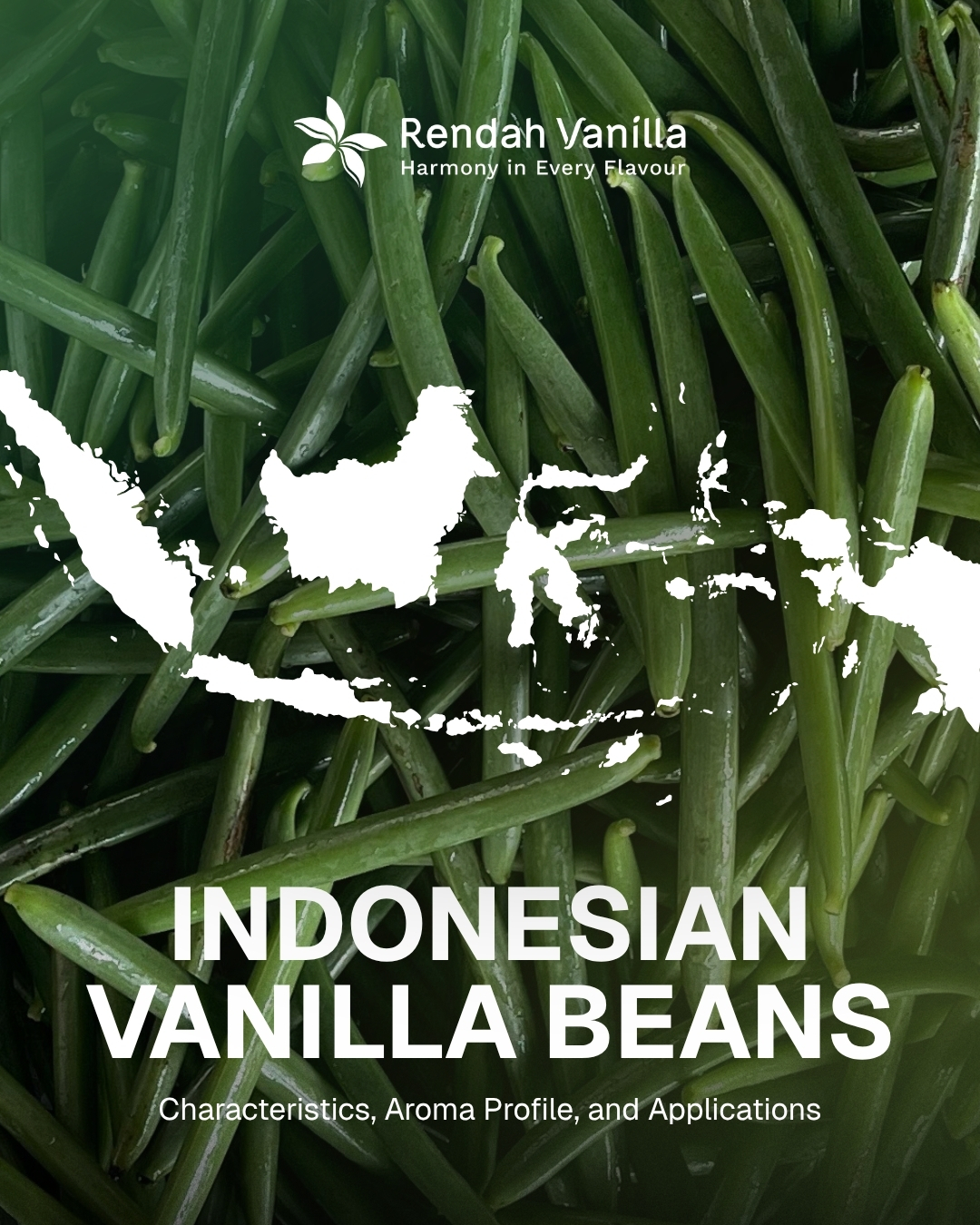 Indonesian vanilla beans with Rendah Vanilla branding showcasing origin and product identity