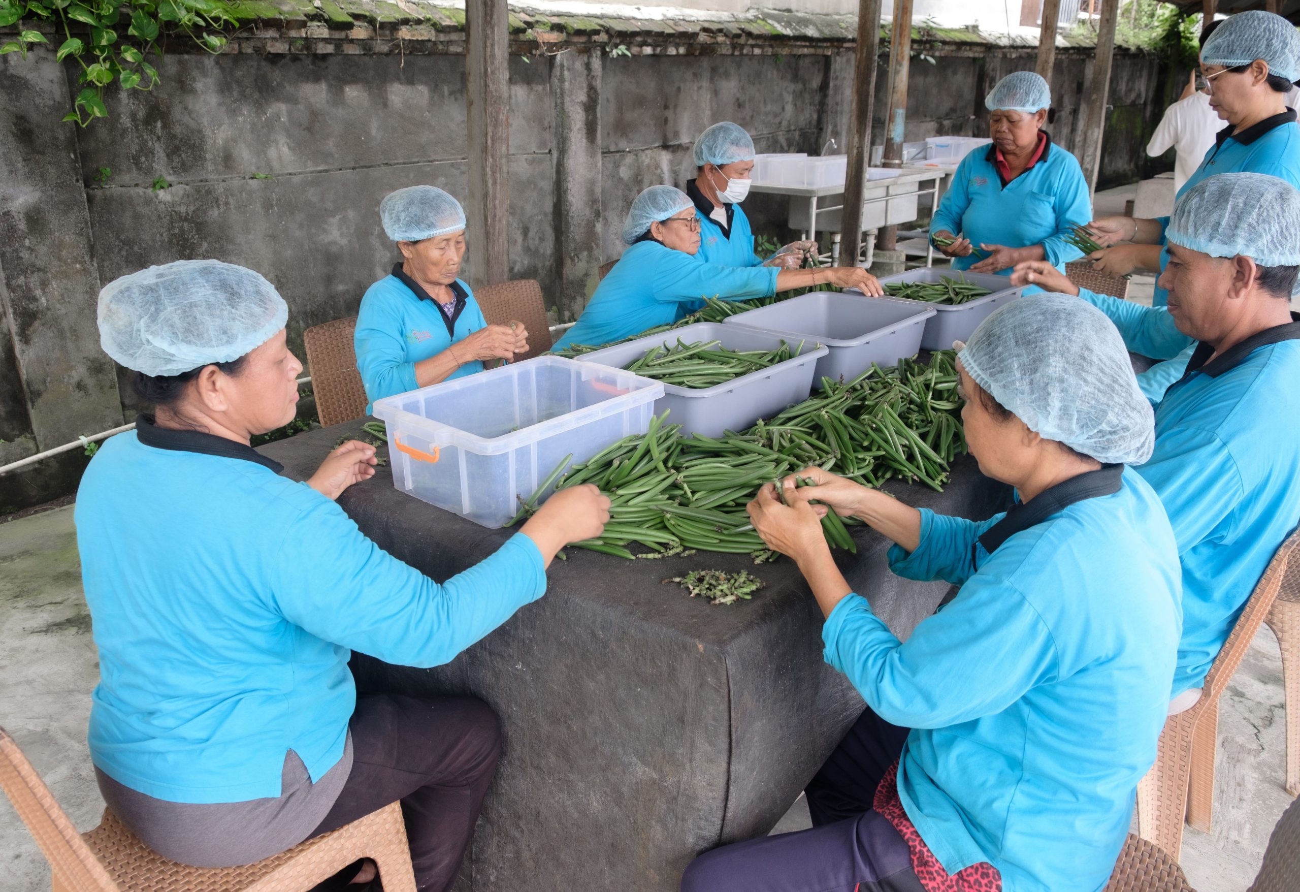 Vanilla Bean Supply Chain