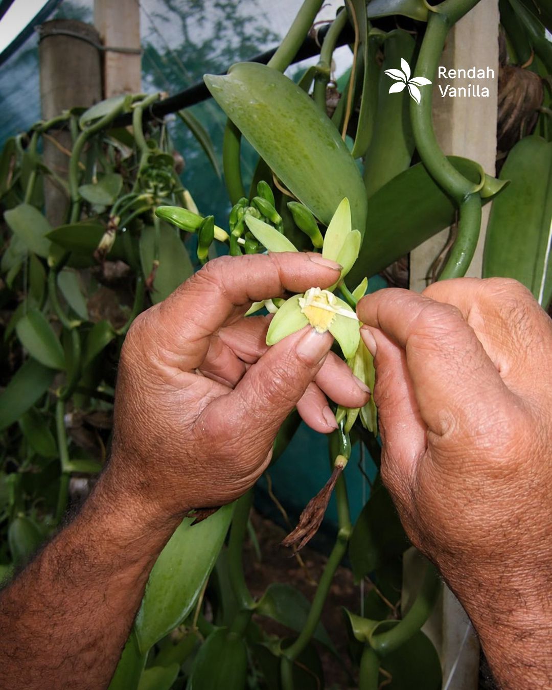 Vanilla Flower Pollination